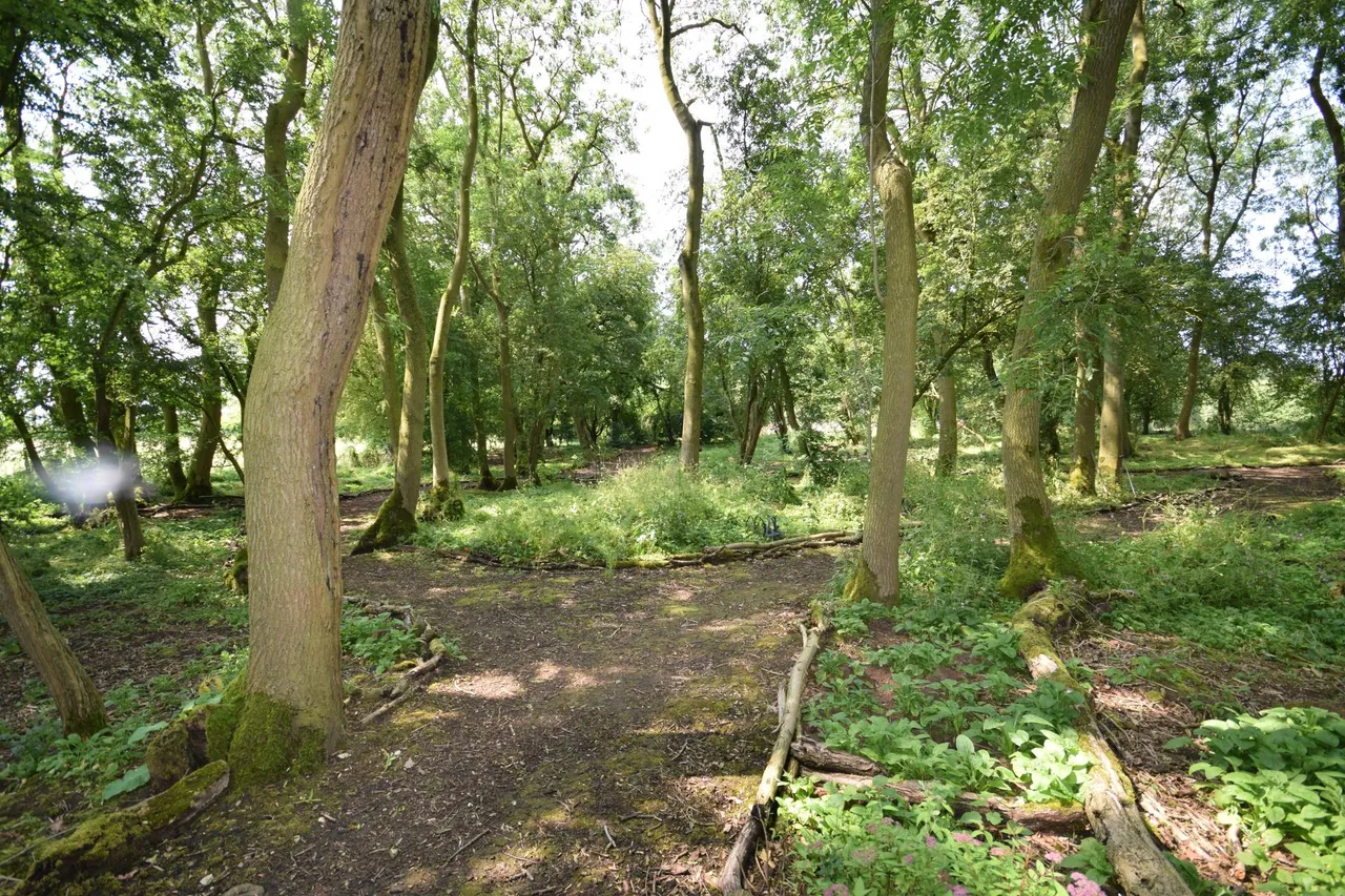 Kelsey Woods Country Park, Monksthorpe, PE23, photo 26