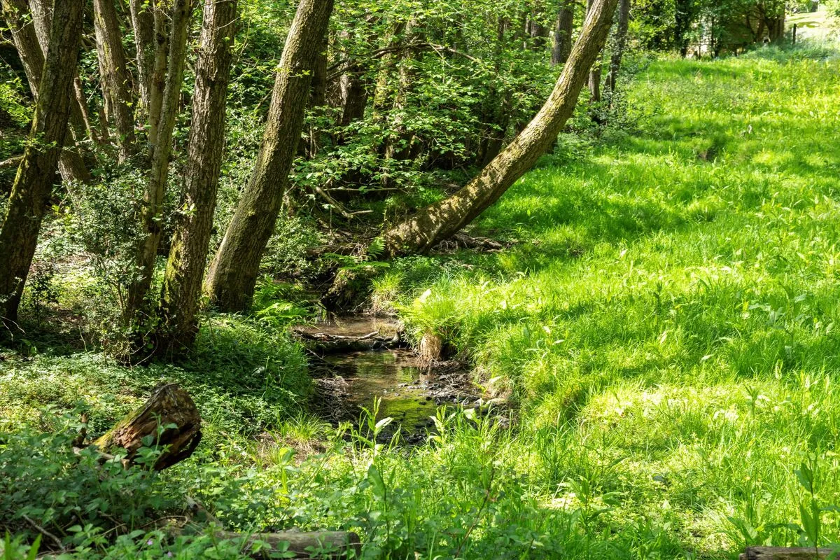 Bedford Lane, Thursley, GU8, photo 13