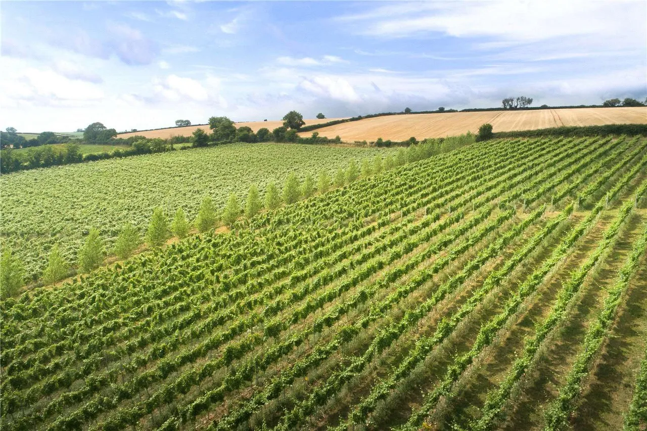 Piddlehinton, Dorchester, Dorset, DT2 7SY, photo 5