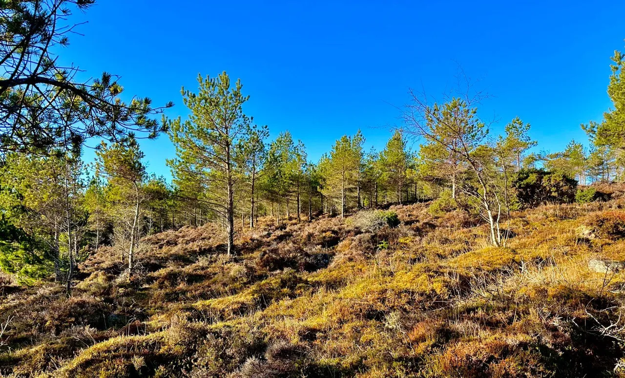 Navidale, Helmsdale, Sutherland, KW8 6JS, photo 8