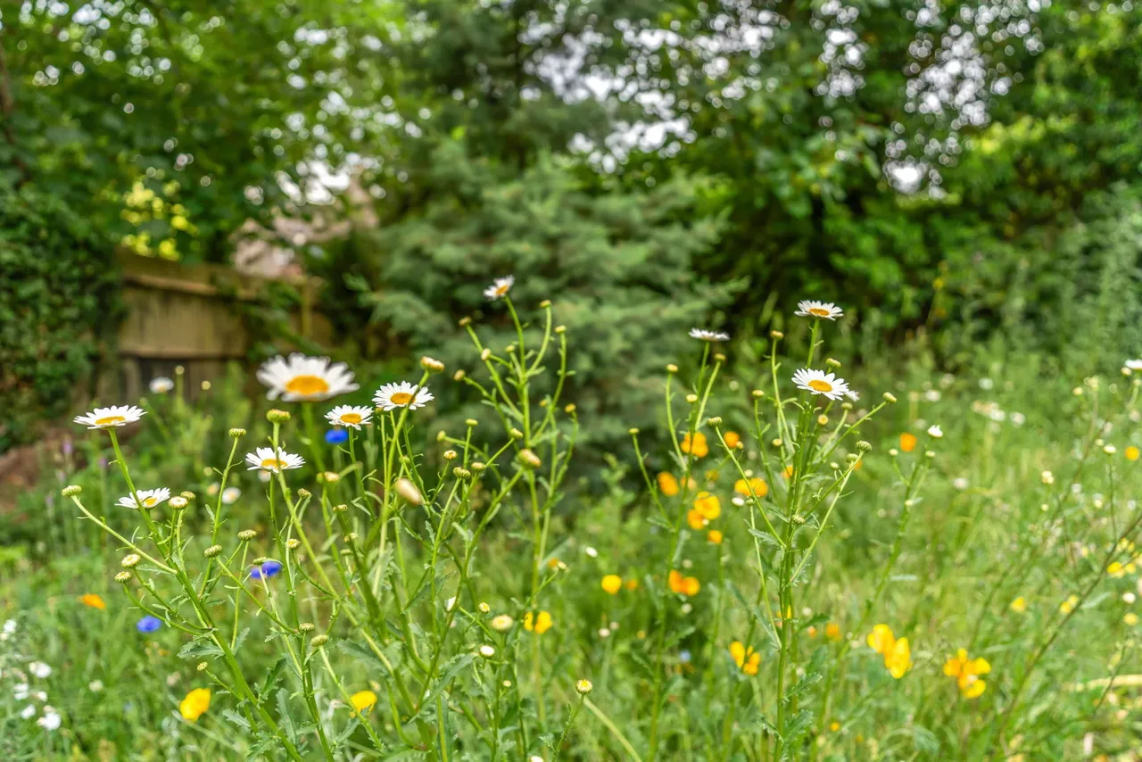 Green Street, Little Hadham, SG11, photo 46