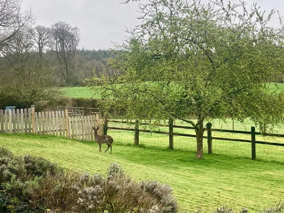 Buckland Filleigh, Beaworthy, EX21, photo 31