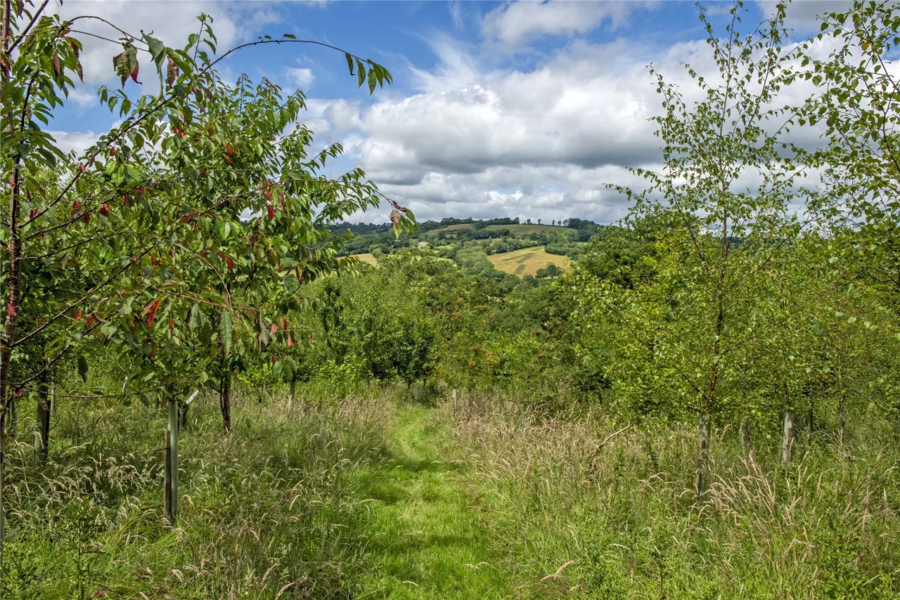 Wick, Honiton, Devon, EX14 4TY, photo 5