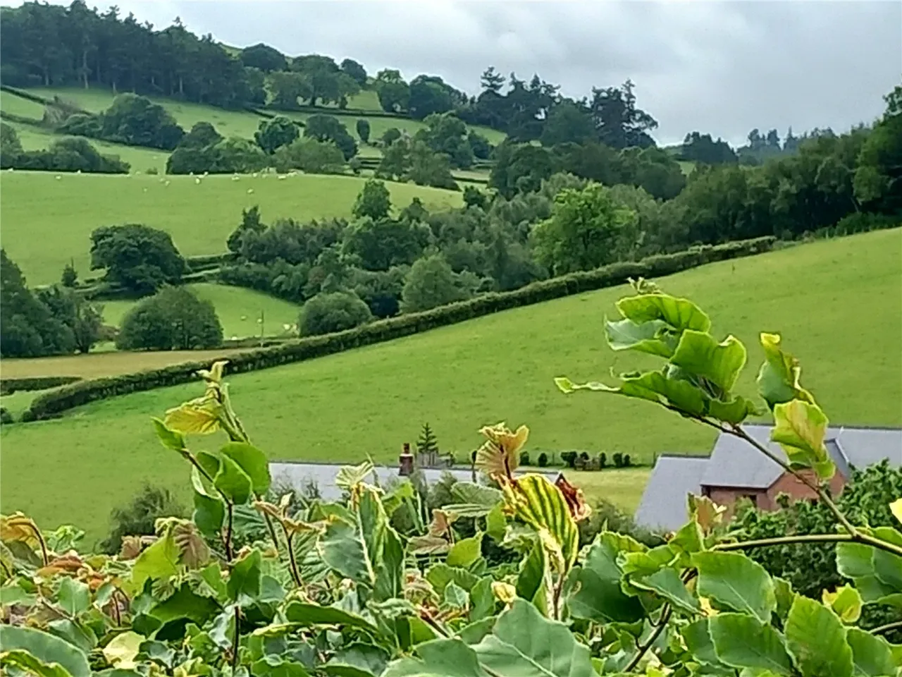 Y Fan, Llanidloes, photo 12