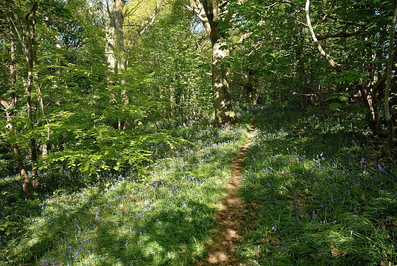 Llanfyllin, Powys, photo 23