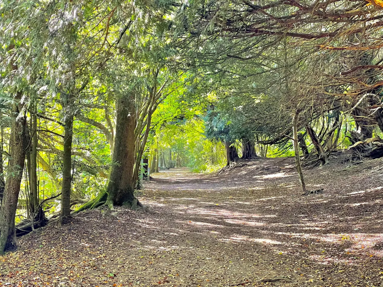Western Road, Borough Green, photo 42