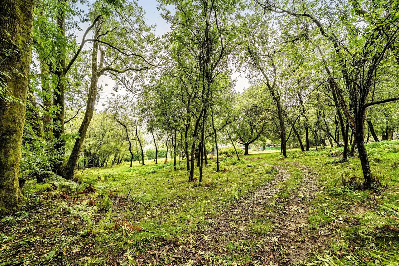 Coedypaen, Pontypool, NP4, photo 29