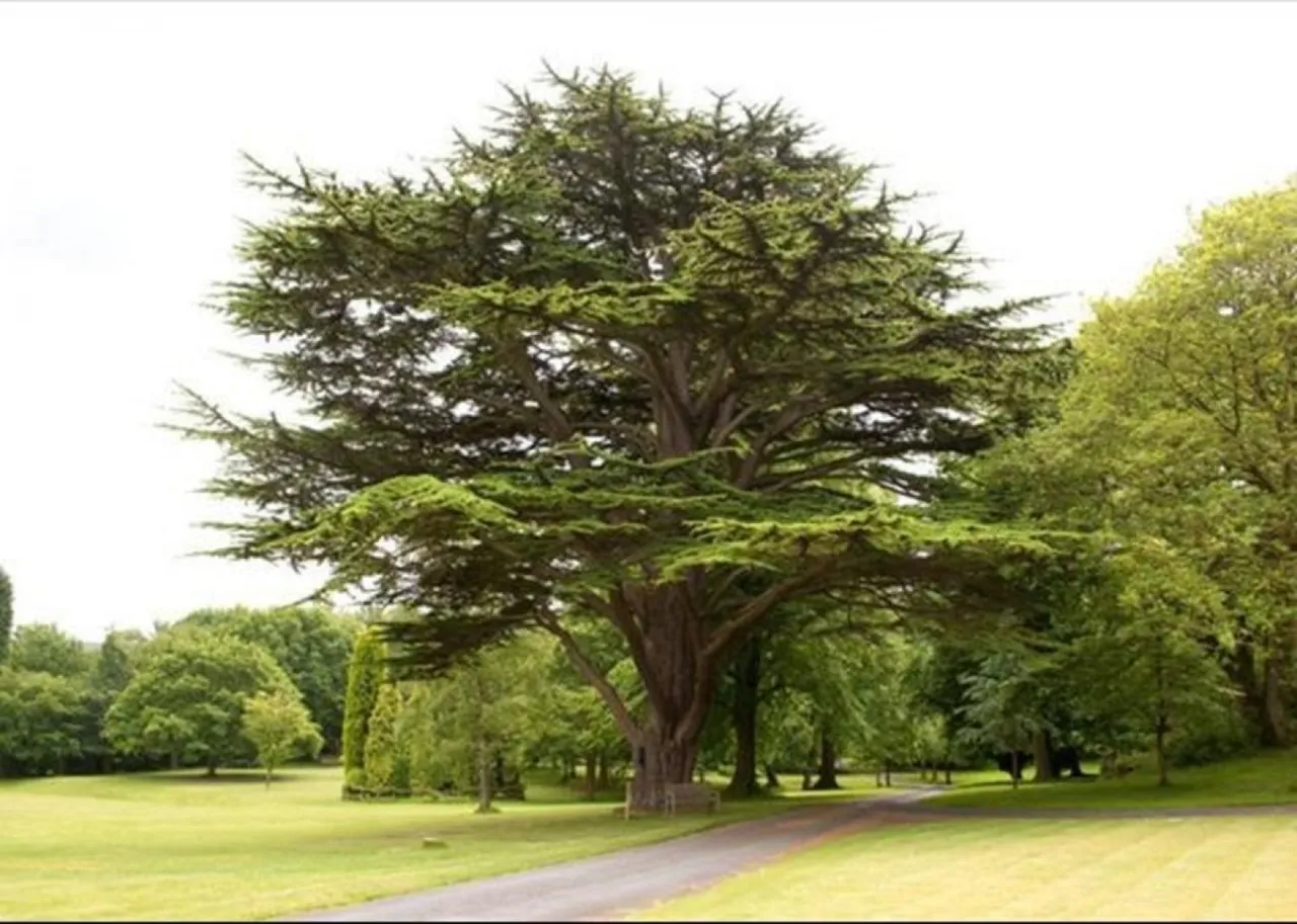 Quernmore Park Hall, Lancaster, photo 4
