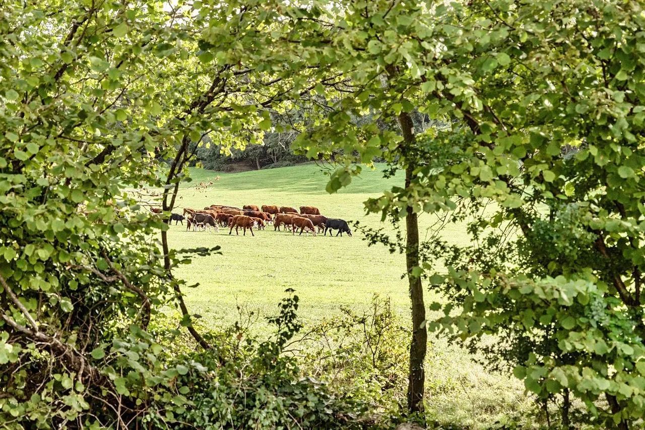 Wells Road, Wookey, BA5, photo 19
