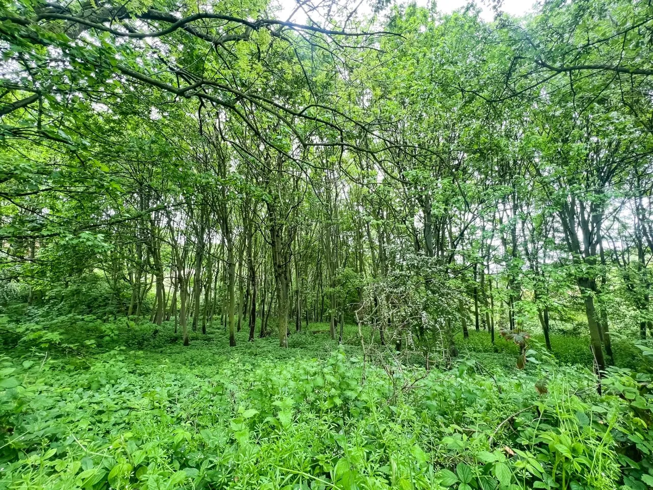 Mill Lane, Skinningrove, TS13, photo 6