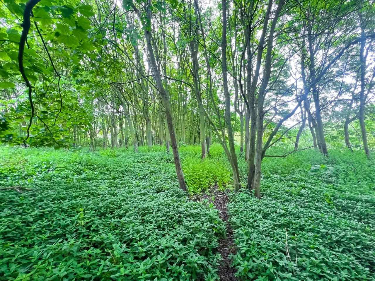 Mill Lane, Skinningrove, TS13, photo 7