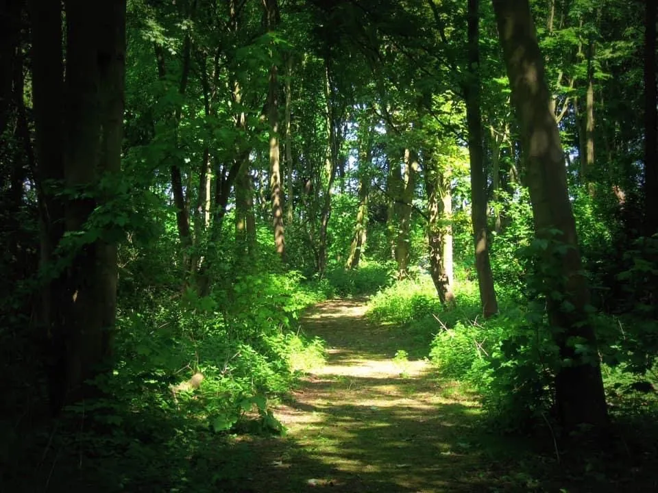 Kelsey Woods Country Park, Monksthorpe, PE23, photo 14