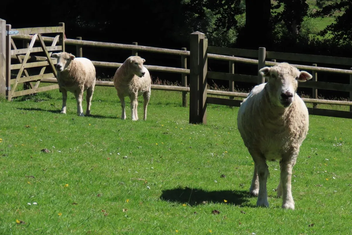 Chagford, TQ13, photo 35