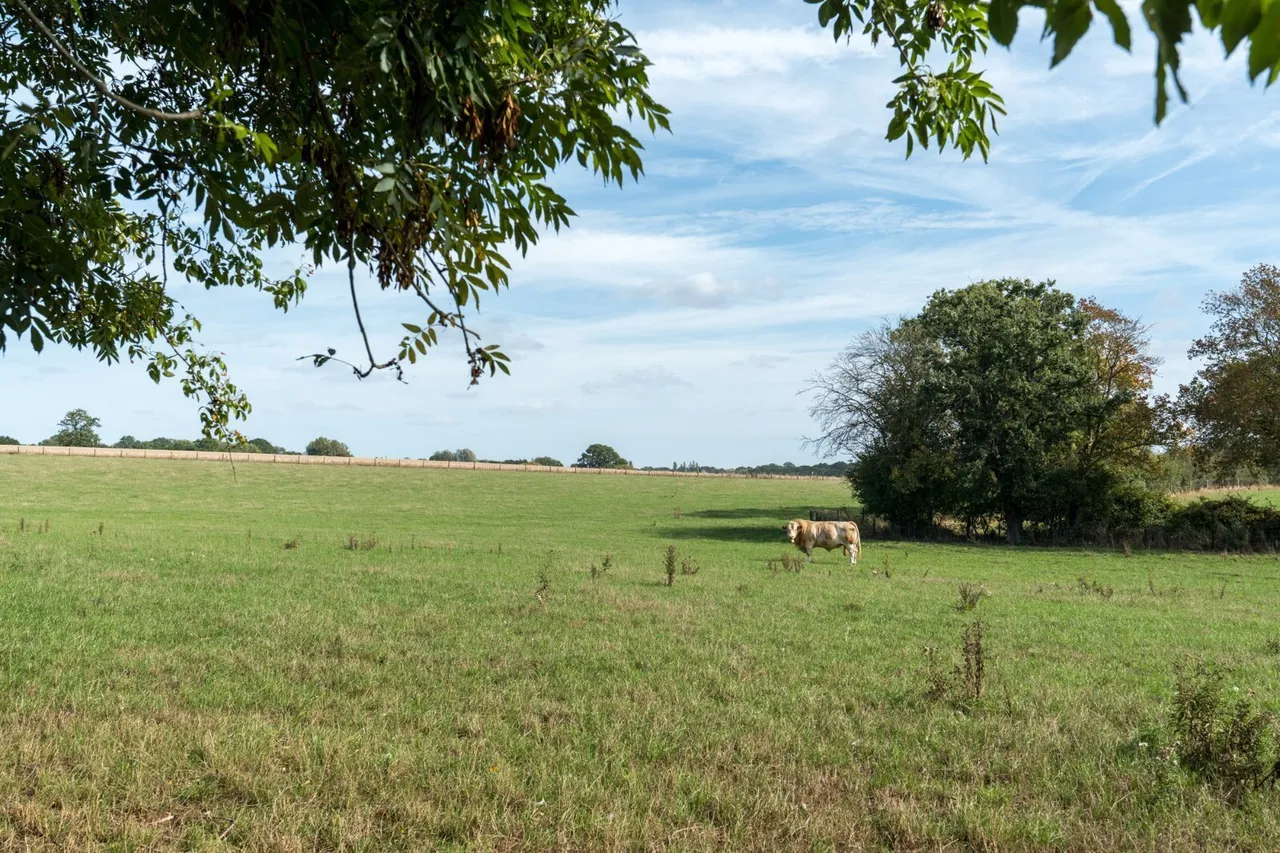 Bourne Road, West Bergholt, CO6, photo 31