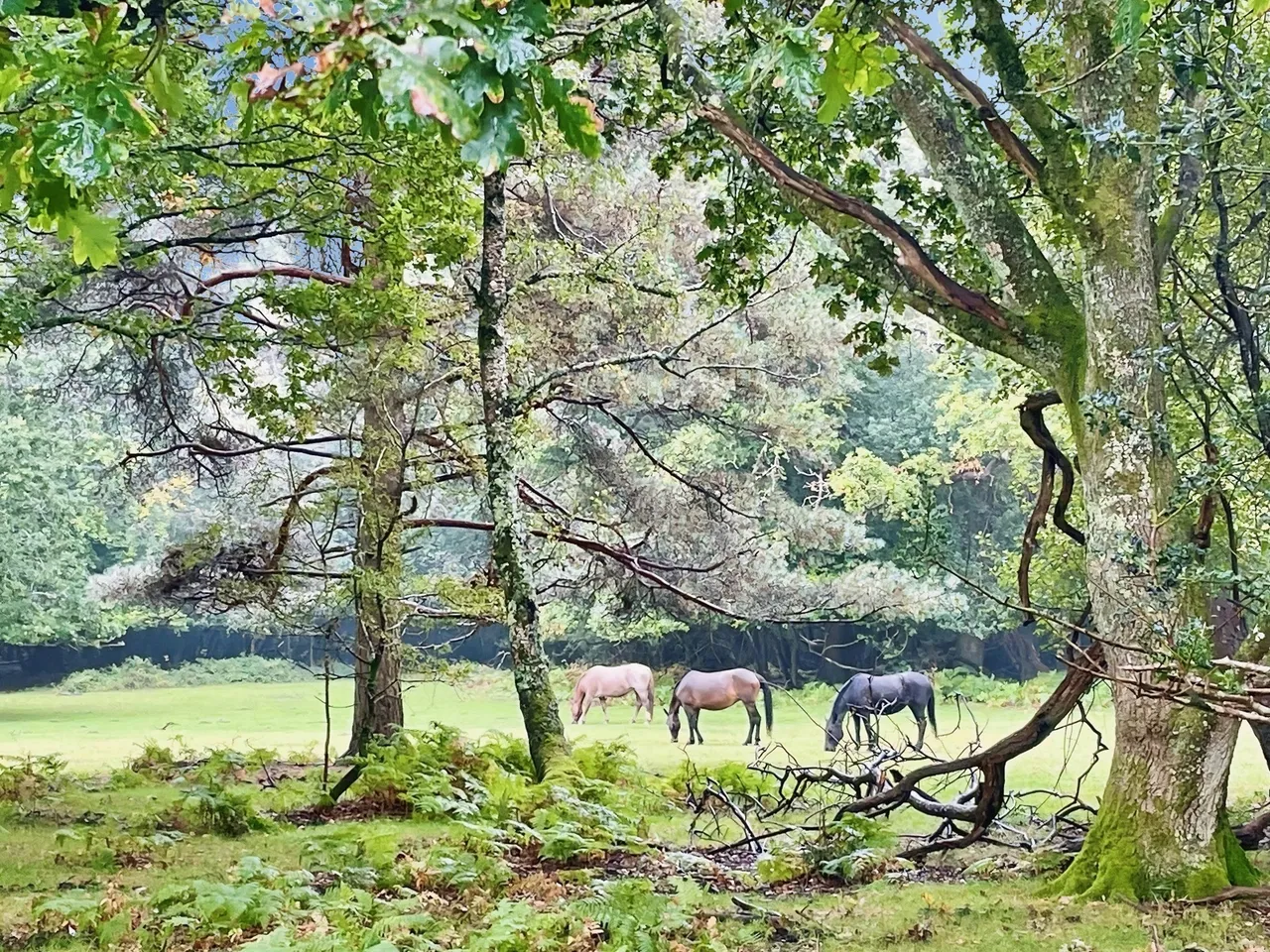 Alpine Road, Ashurst, SO40, photo 15
