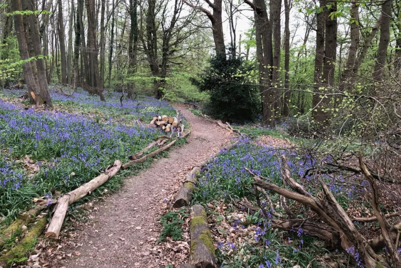 Iris Close, Walderslade Woods, ME5, photo 30