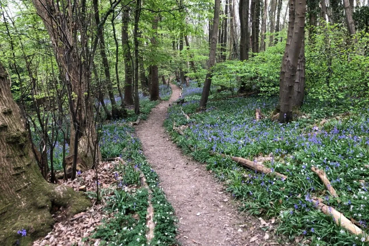 Iris Close, Walderslade Woods, ME5, photo 29