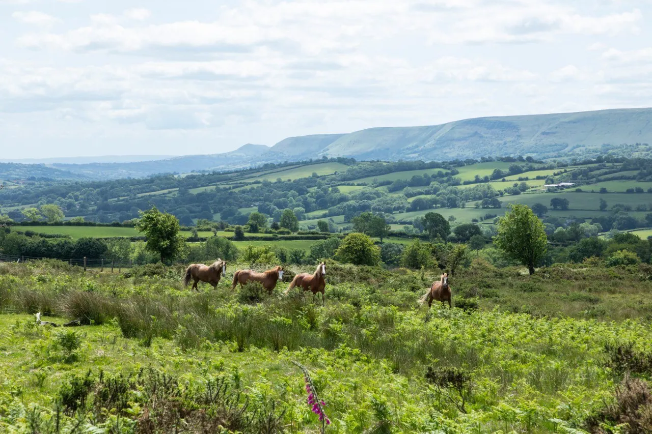 Vagar Hill, Craswall, Herefordshire, HR2 0PL, photo 3