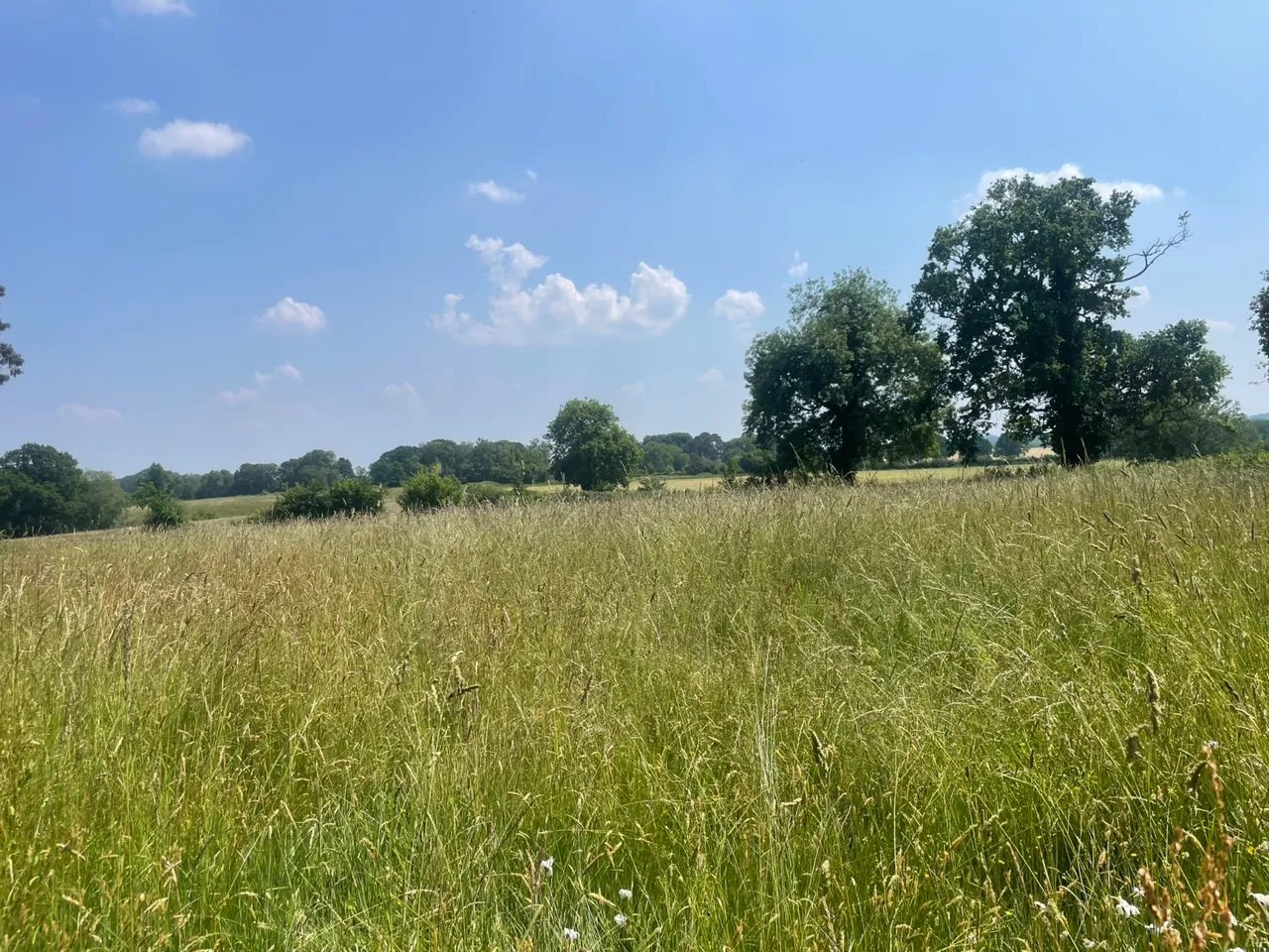 Landford Wood, Salisbury, Wiltshire, SP5 2ES, photo 3