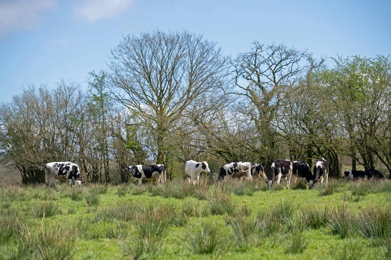 Heol Ddu Farm, Cefneithin, photo 36