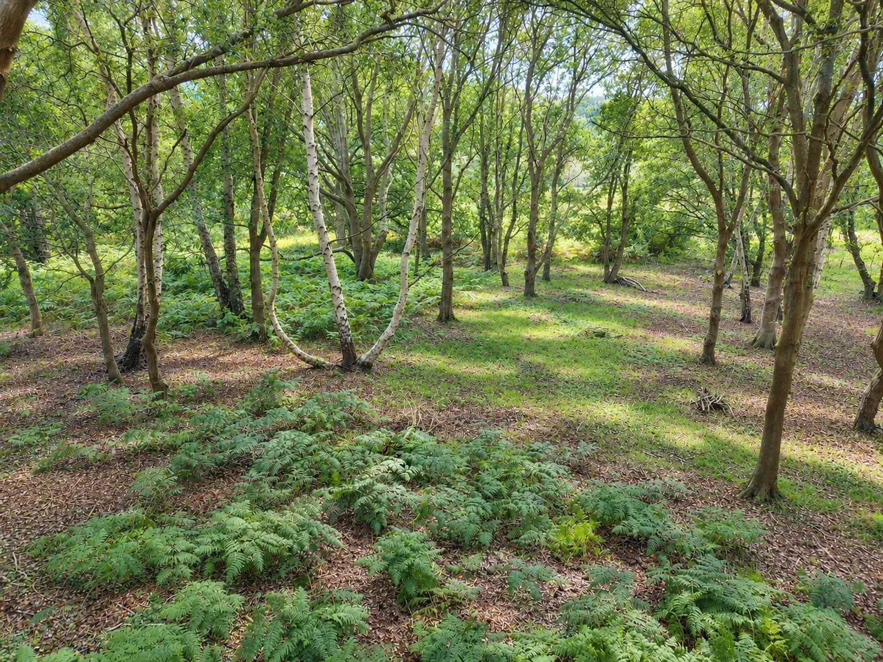 Dock Farm Road, Blaxhall, IP12, photo 3