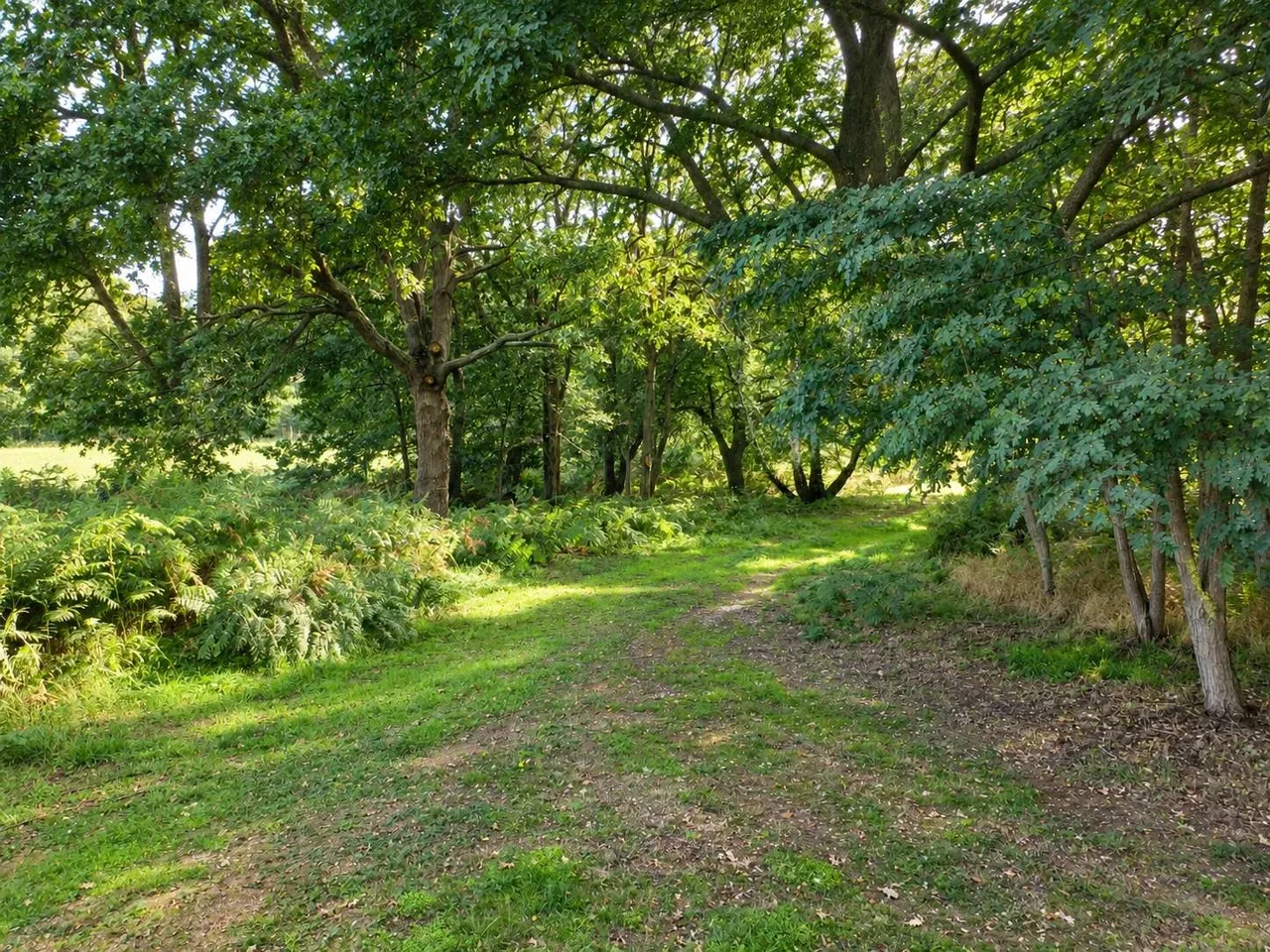 Dock Farm Road, Blaxhall, IP12, photo 10