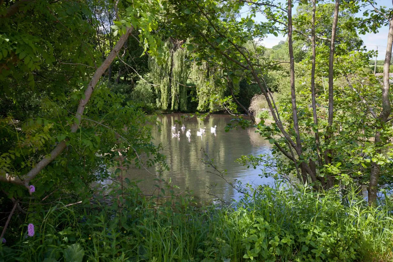 Redmans Lane, Melbury Abbas, SP7, photo 14