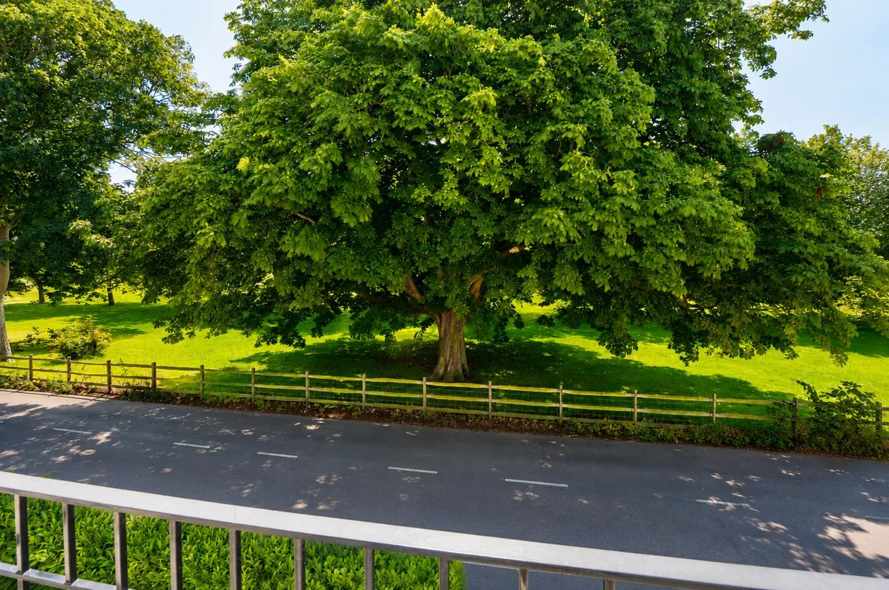 Mill Road, Deal, CT14, photo 30