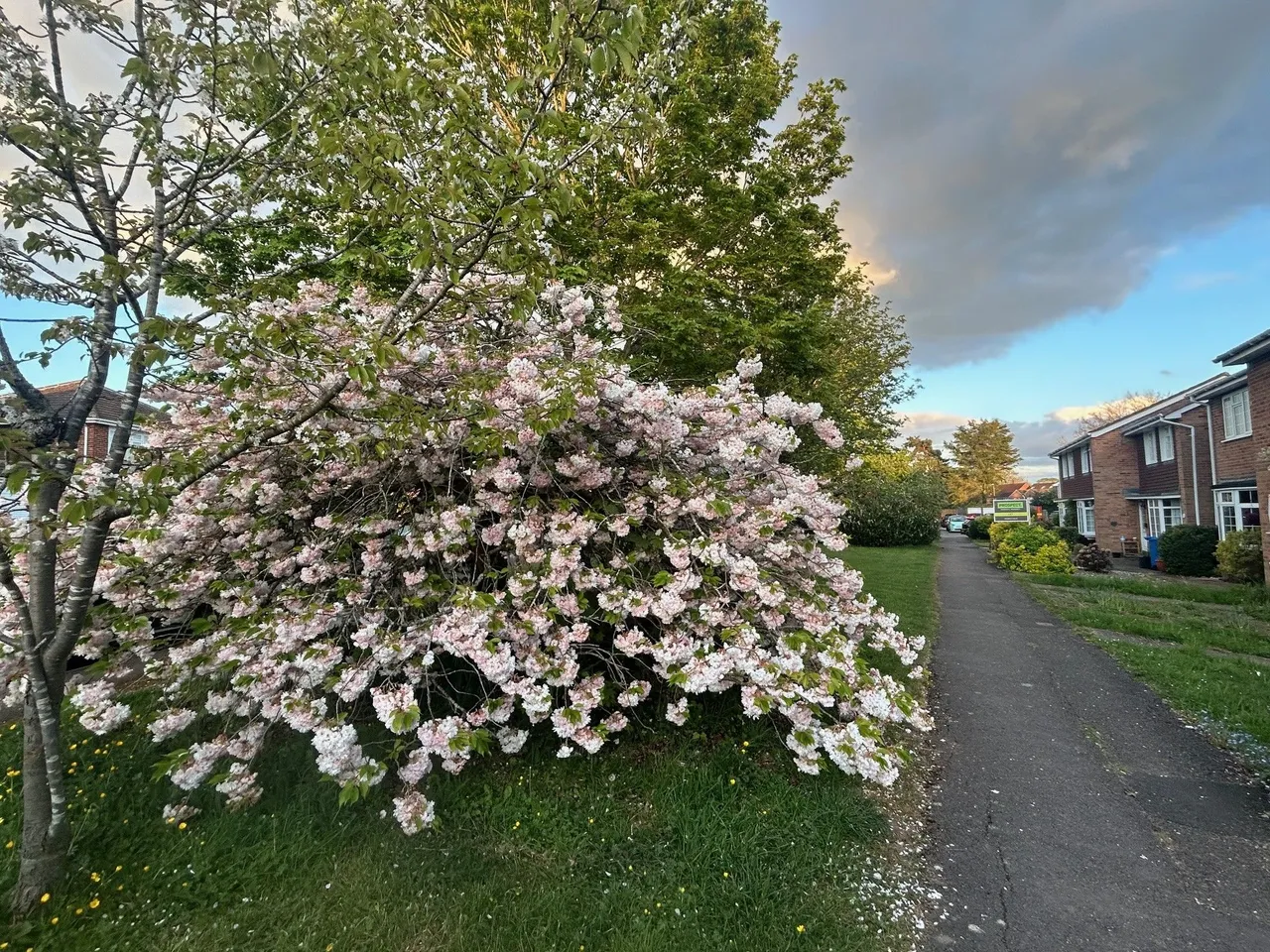 Cranbrook Drive, Maidenhead, Berkshire, photo 9