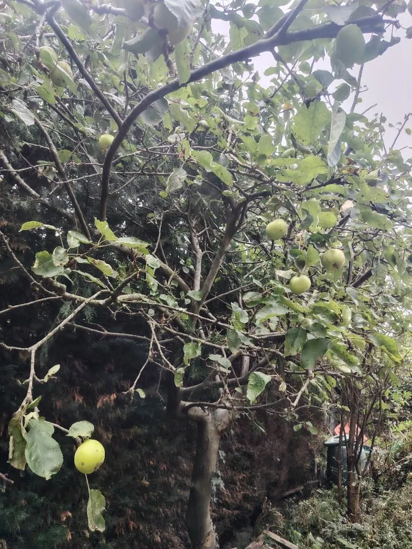 Heather Lane, Crook, DL15, photo 18