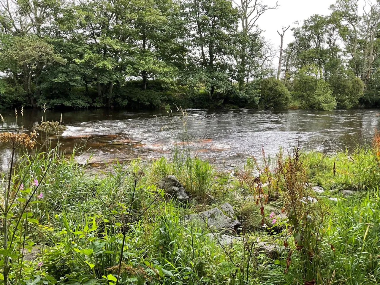 River South Esk, Finavon, Angus, DD8 3RH, photo 6