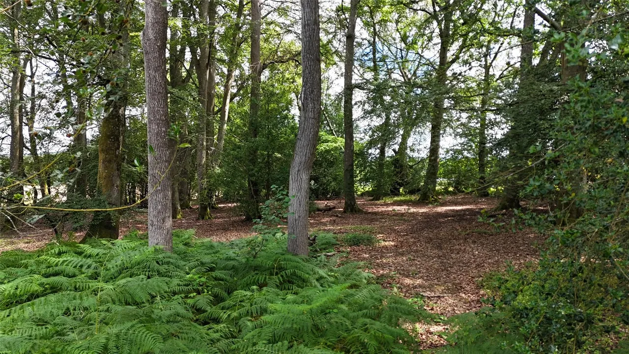 Saunders Lane, Awbridge, Romsey, Hampshire, SO51 0GP, photo 18