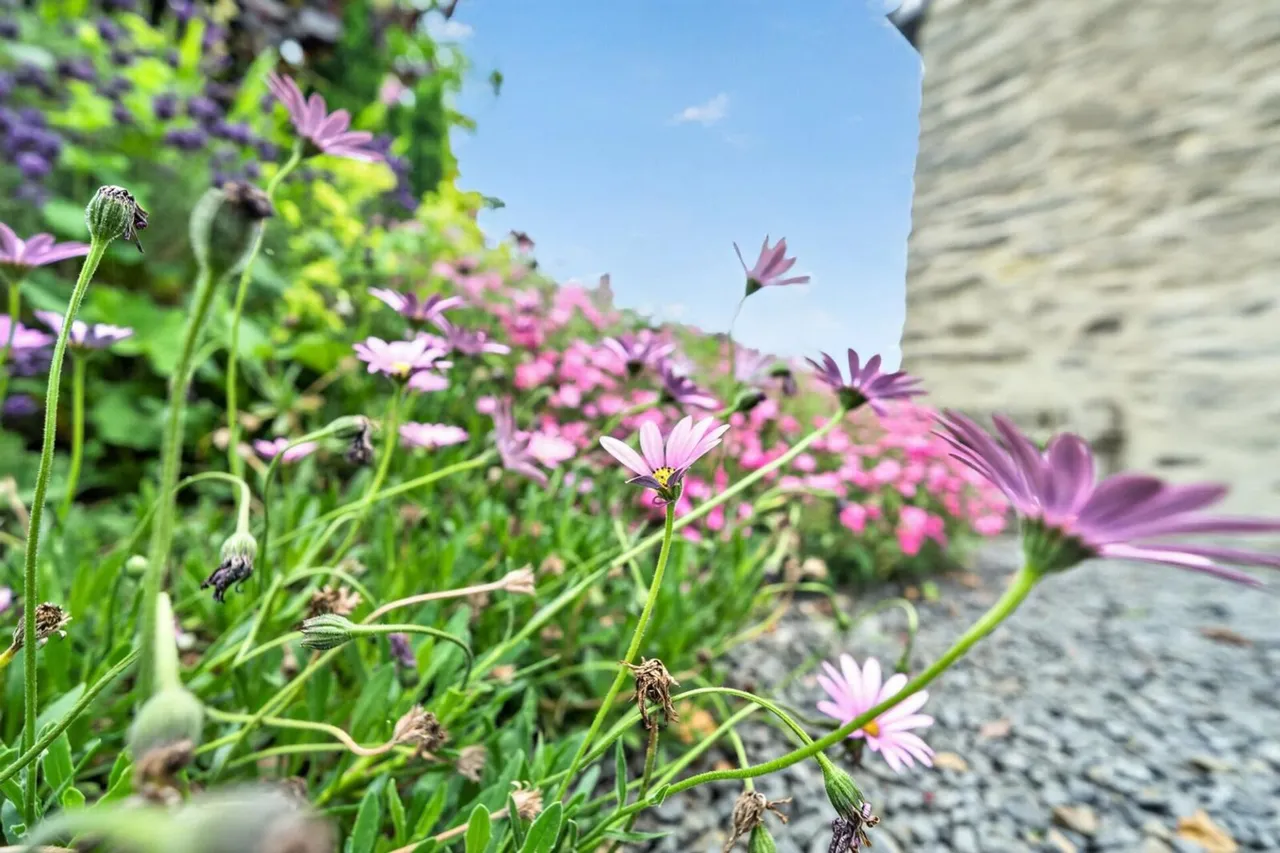 Dolen Farm, Glandyfi, SY20, photo 41