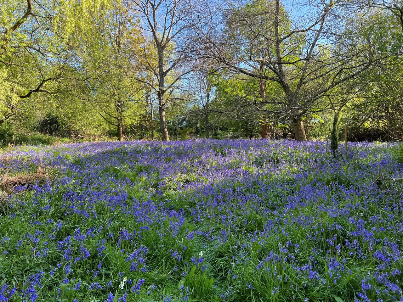 Hale, Fordingbridge, SP6, photo 16