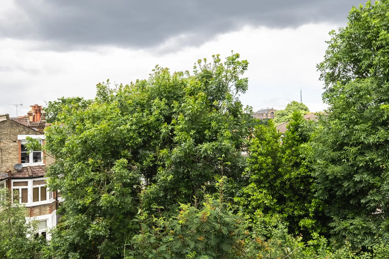 Elder Avenue, London, N8, photo 8