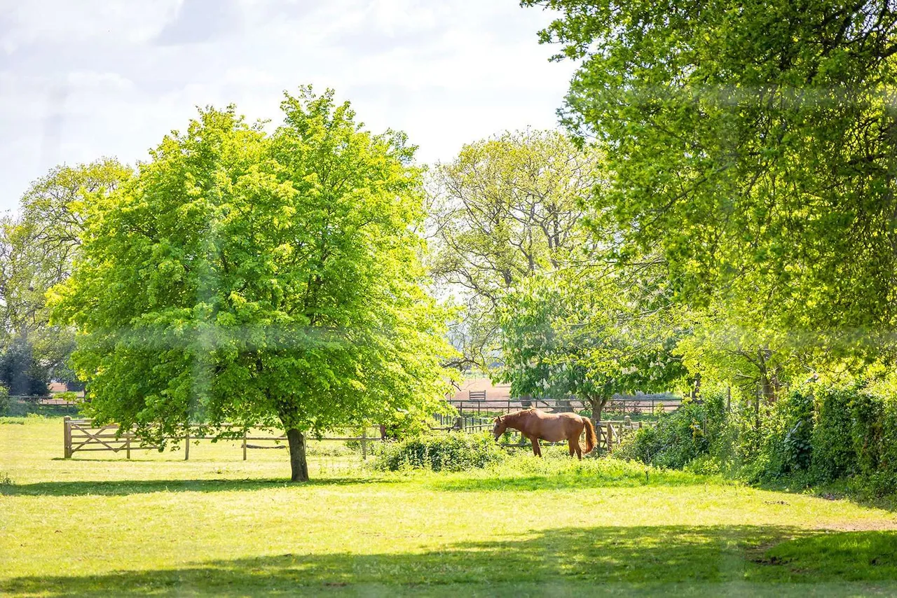 Puttenham Heath Road, Puttenham, Guildford, Surrey, GU3 1AP, photo 5