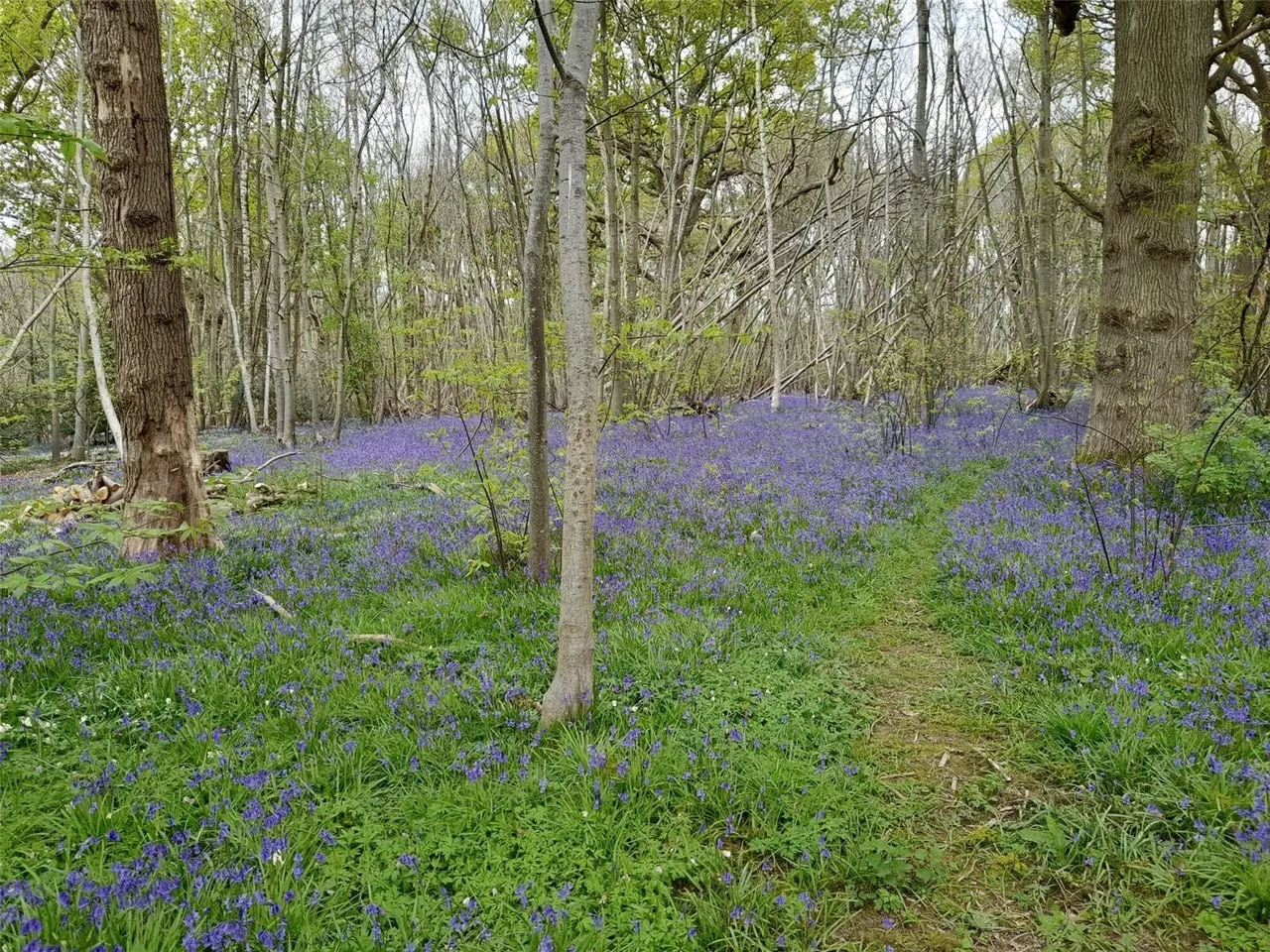 Barnets Hill, Peasmarsh, TN31, photo 9