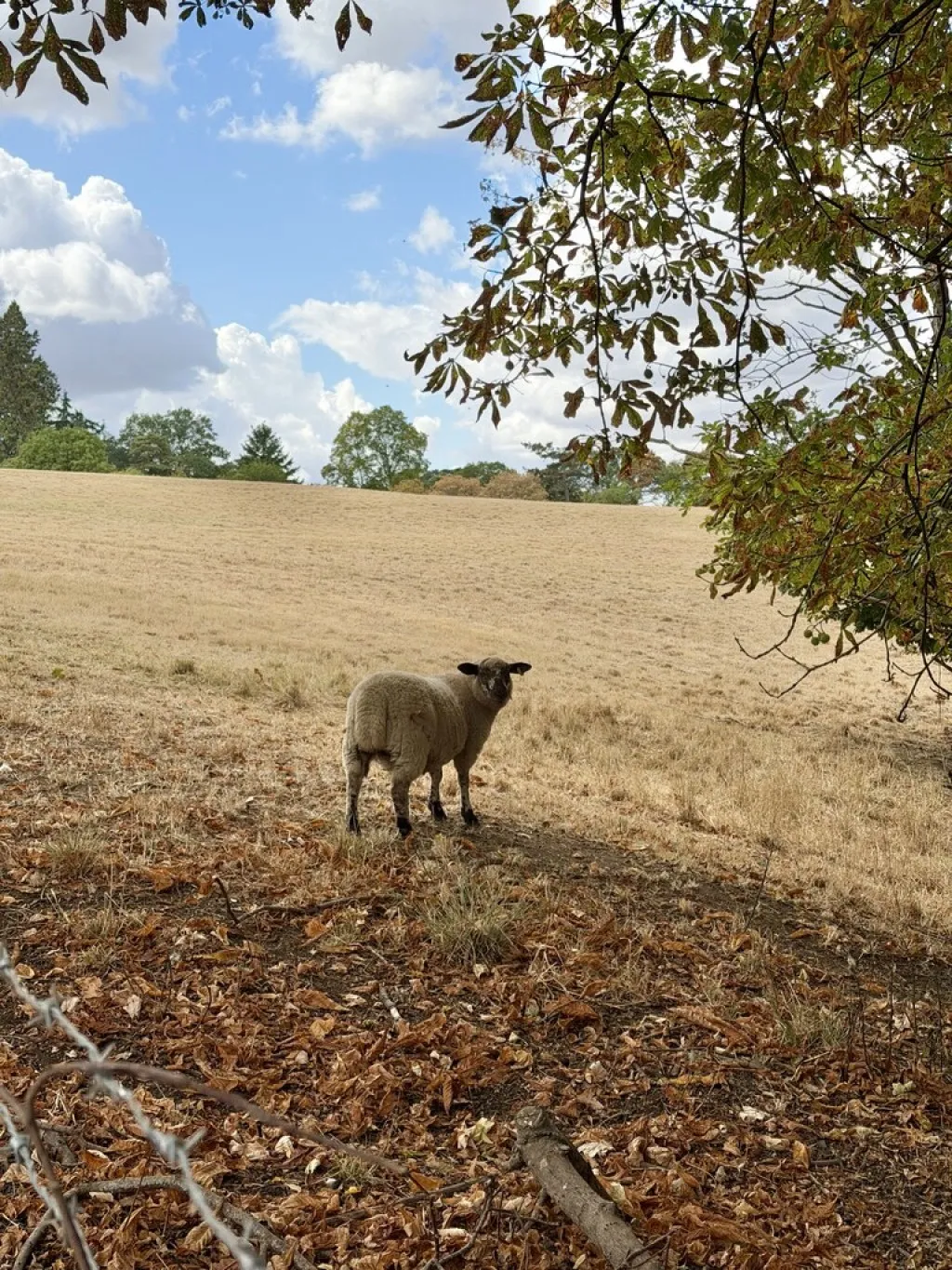 Guildford Road, Farnham, photo 12