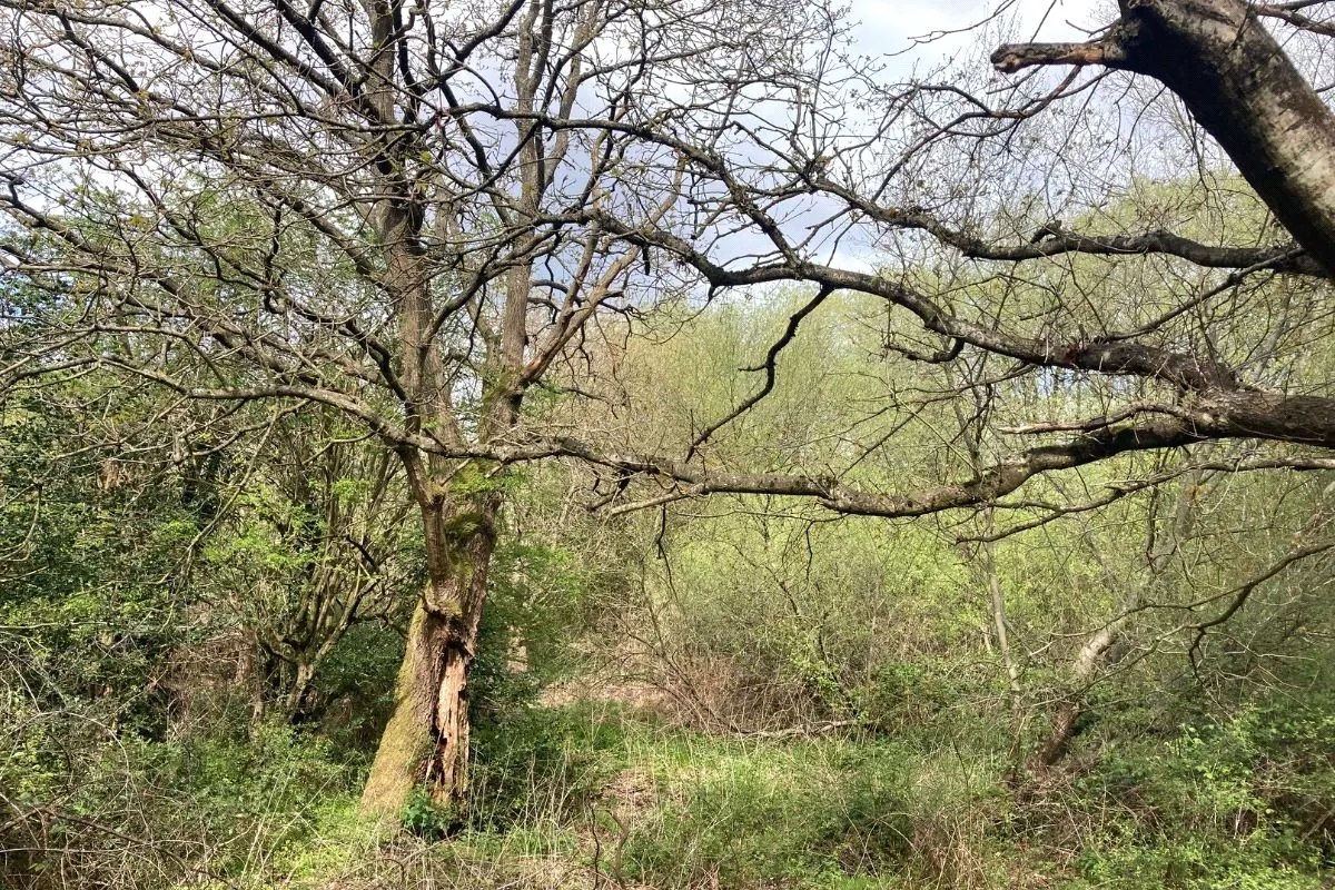 Rosemary Lane, Blackwater, GU17 0EP, photo 3