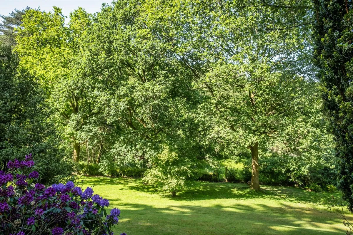 Petworth Road, Haslemere, GU27, photo 31