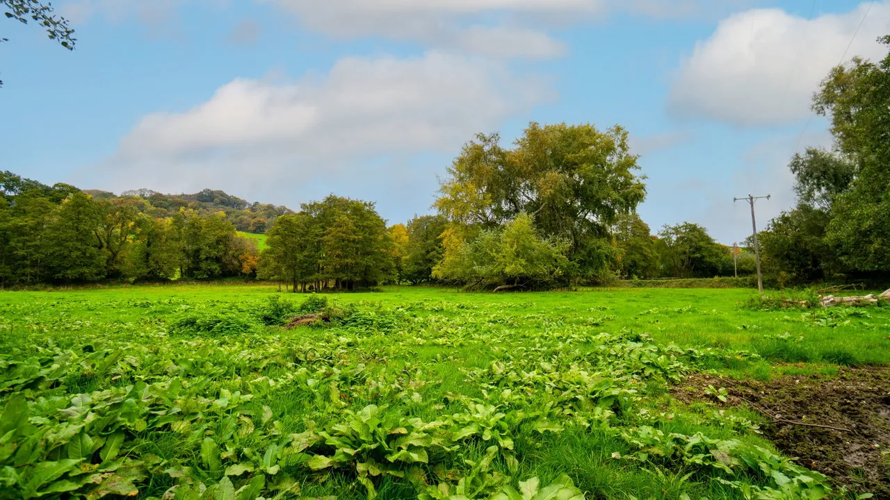 Farway, Colyton, EX24, photo 27