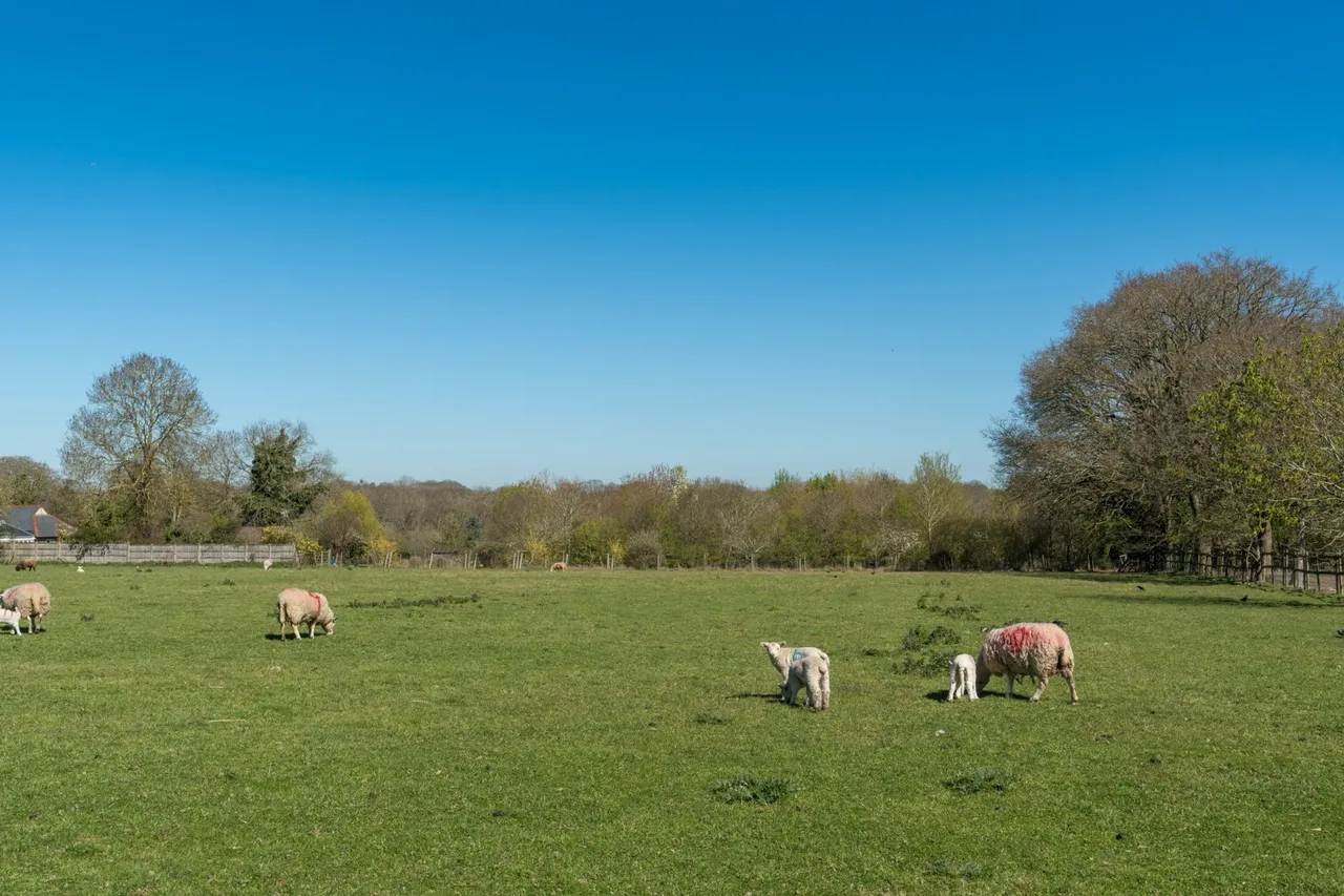 Abberton Road, Layer-De-La-Haye, CO2, photo 38