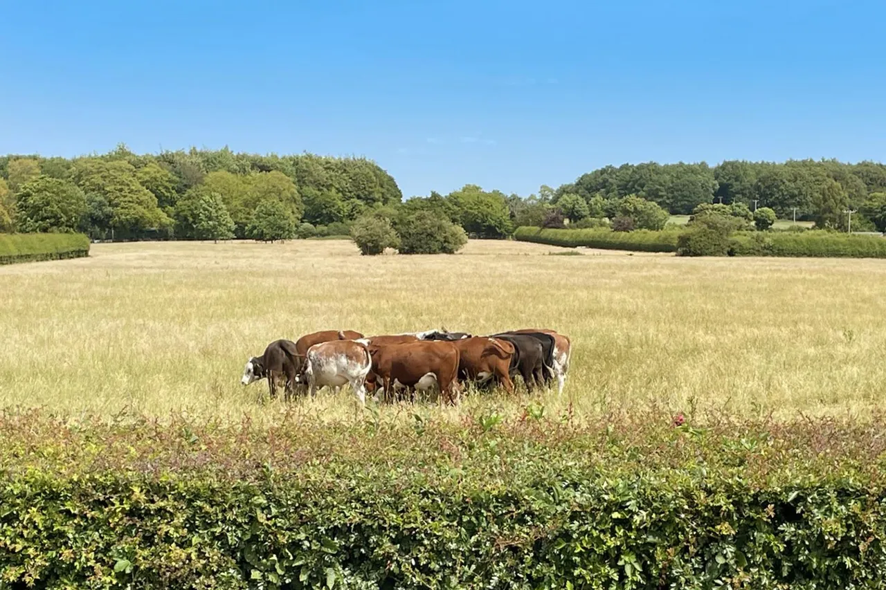Hastoe Hill, Hastoe, HP23, photo 35