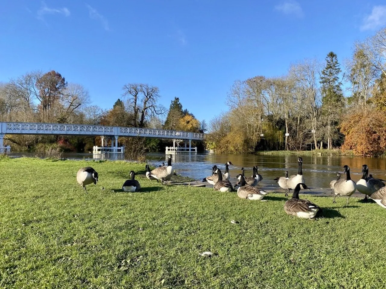 Pangbourne Hill, Pangbourne, RG8, photo 18