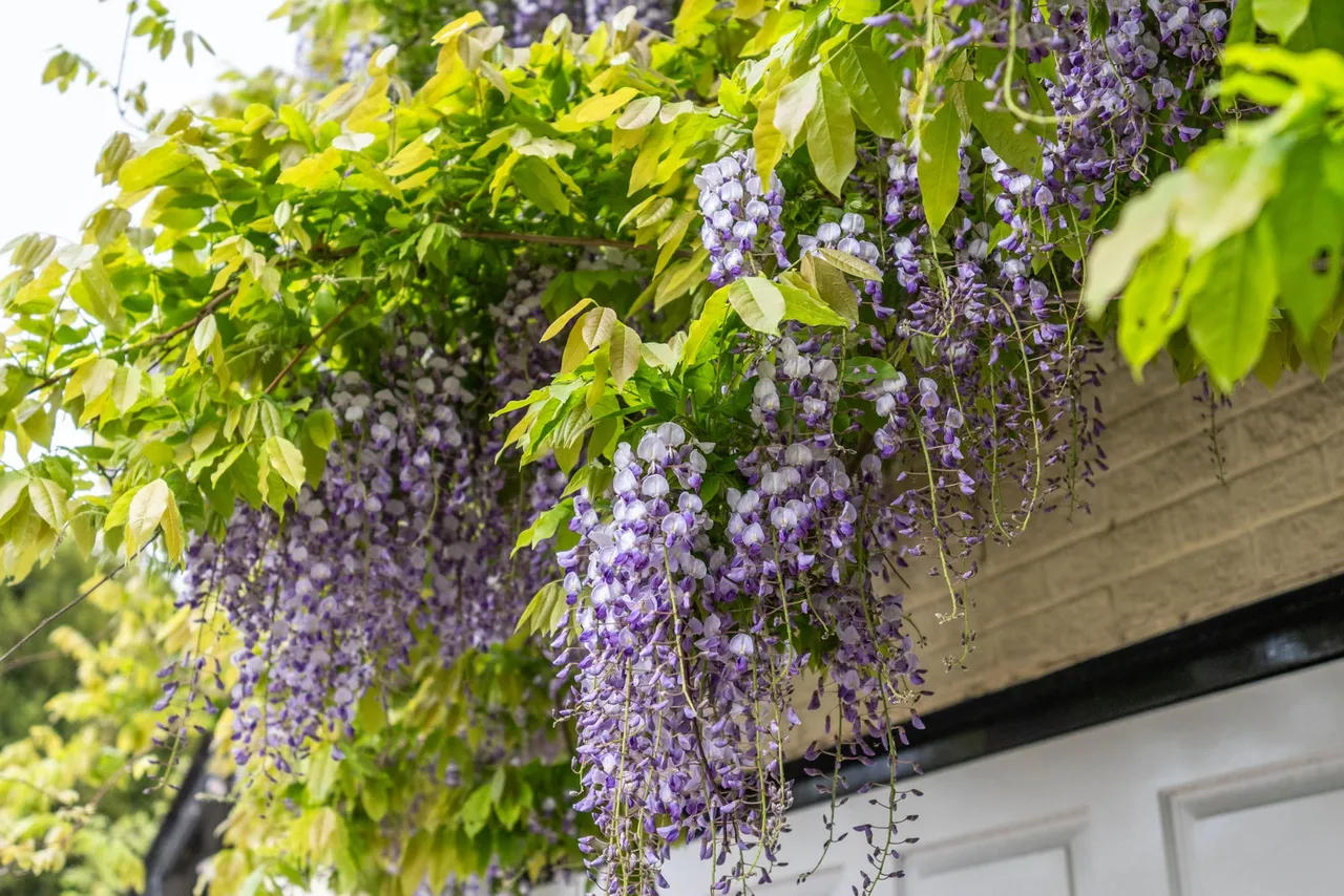 Peartree Cottage, Cottered, photo 29