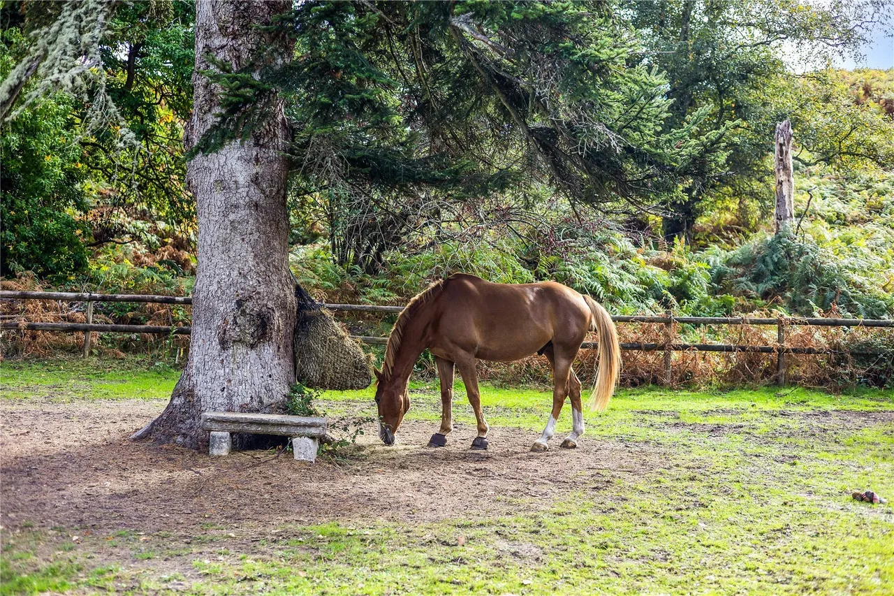 Mockbeggar, Ringwood, BH24, photo 29