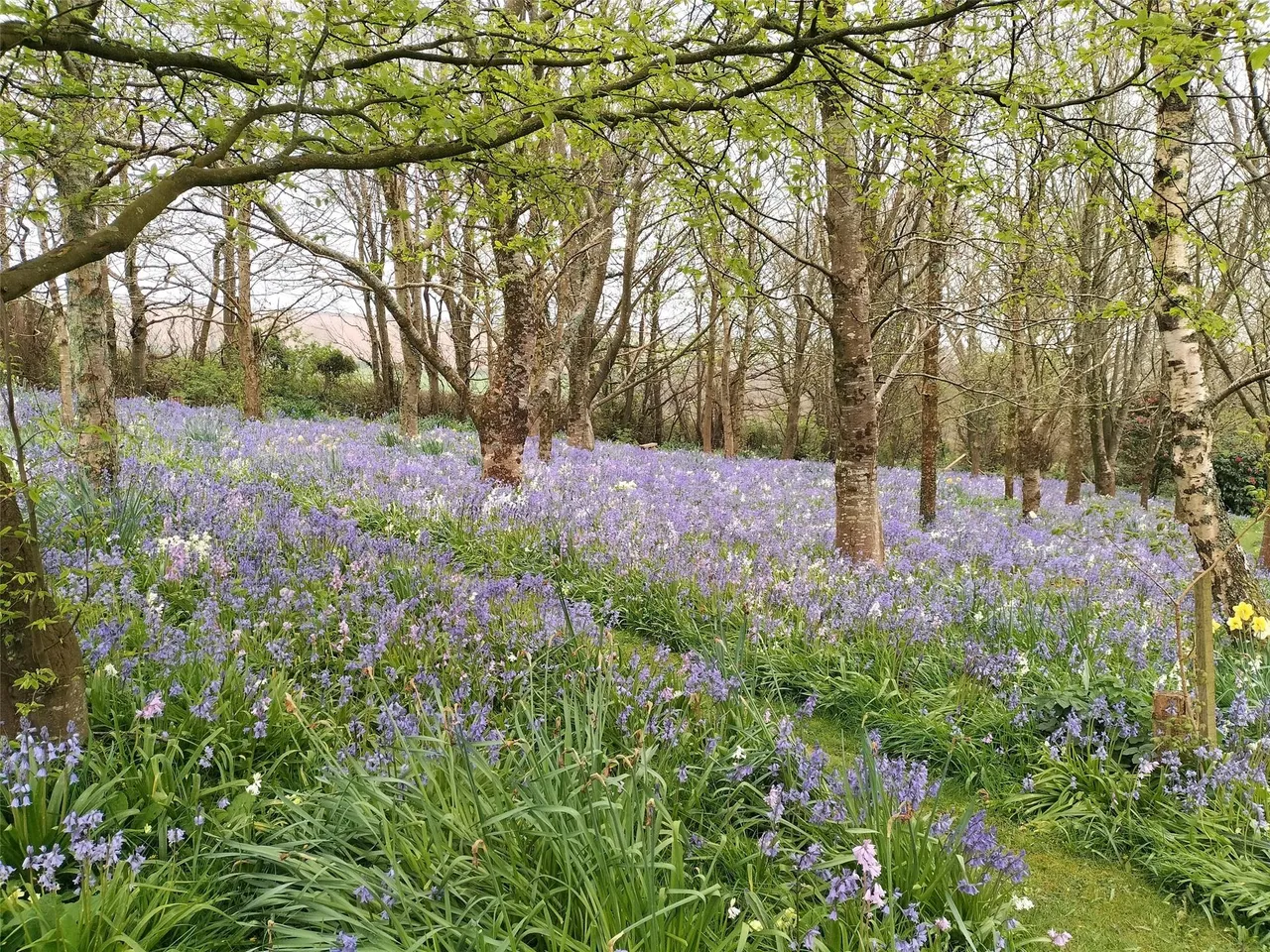 North Buckland, Braunton, photo 30