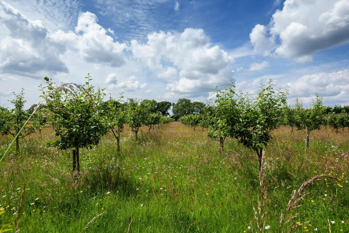 The Common, Dunsfold, GU8, photo 25