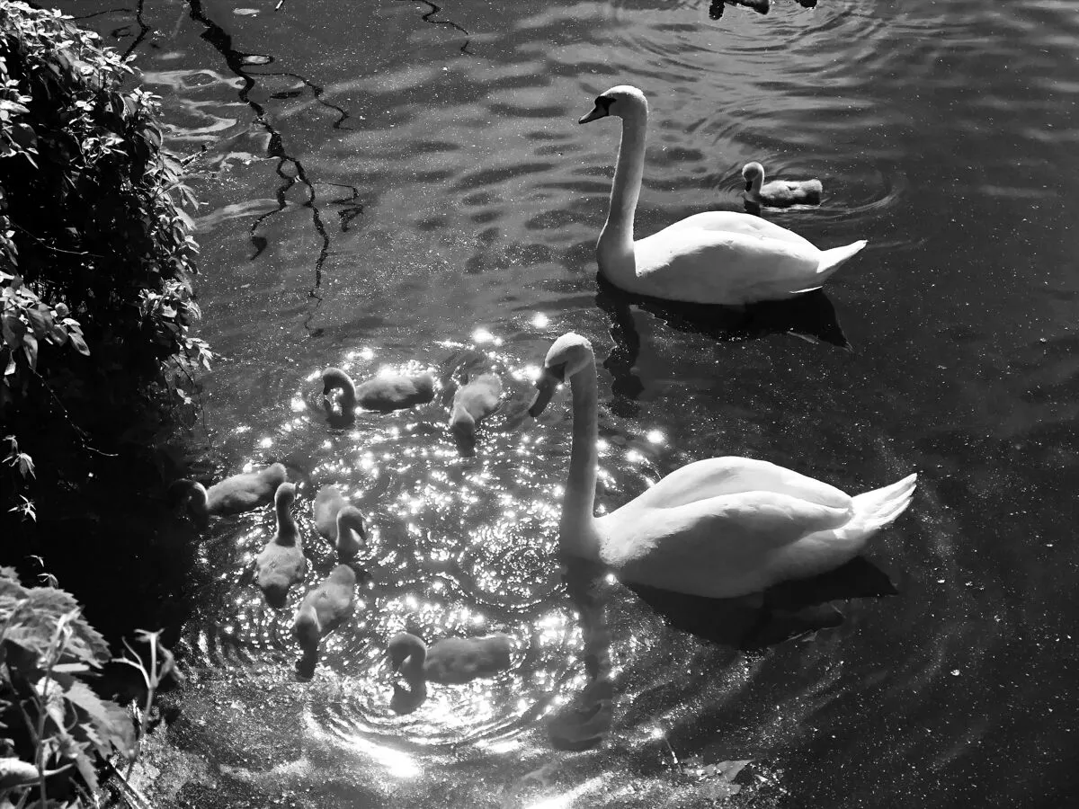 South Hill Park, London, NW3, photo 17