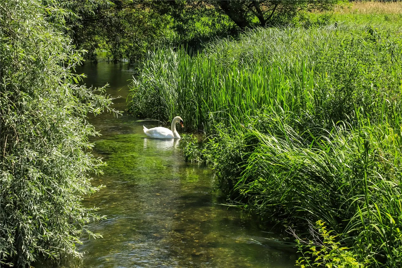 Duck Street, Steeple Langford, Salisbury, Wiltshire, SP3 4NH, photo 18